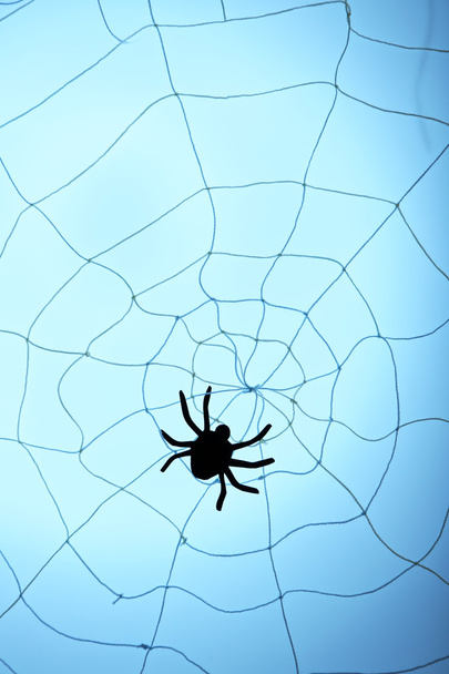 decorative spider in spiderweb - 写真・画像