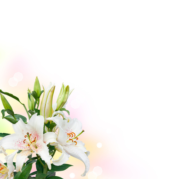 kuva yhden valkoinen lilja nurkassa
 - Valokuva, kuva