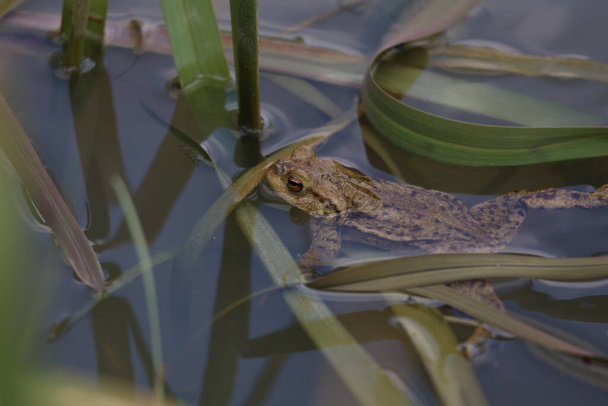 Toad in the breeding season in a pond. - Photo, Image
