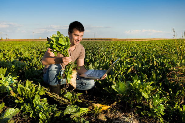 Agricultor en el campo de remolacha azucarera
 - Foto, Imagen