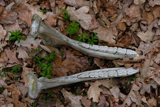 Cow's jaw, skull in the wild. Cattle teeth, top view. Terrible find. Terrible adventure. - Photo, Image