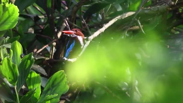 White Throated King Fisher - Footage, Video