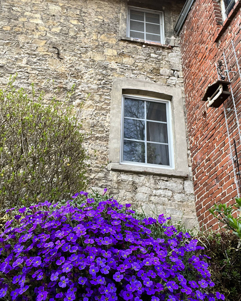 Parte della facciata di una vecchia casa tedesca. Fiori viola Aubrieta sta crescendo di fronte ad esso. - Foto, immagini