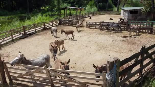 Donkey farm. Aerial drone view flight over many donkeys in corral on donkey - Footage, Video