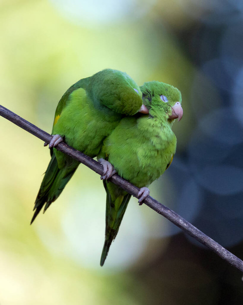 A couple dating from Plain Parakeet perched on branch. Species Brotogeris chiriri. It is a typical parakeet of the Brazilian forest. Birdwatching. Birding. Parrot. Valentine's Day. Kindness - Photo, Image