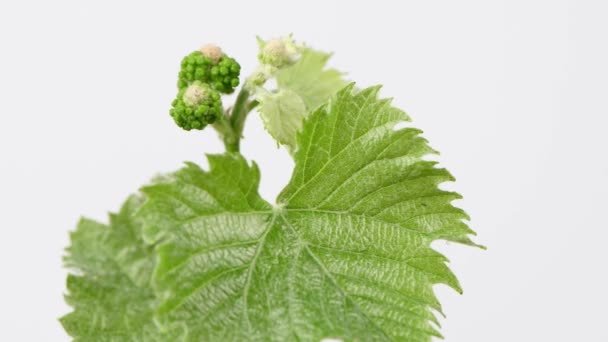 Young shoots of grapes on white.  Side view. 4K UHD video footage 3840X2160. - Footage, Video