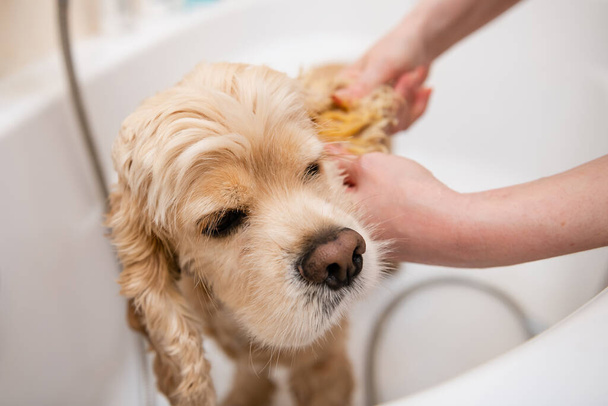 Americano cocker spaniel in bagno. Grumer lava il cane con schiuma e acqua. - Foto, immagini