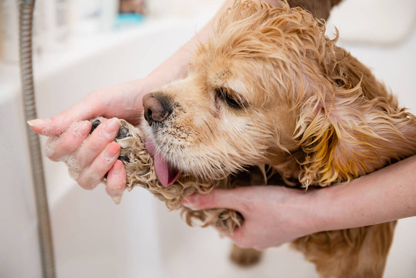 Hoitaja pesee amerikkalaisen cockerspanielin tassua kylpyhuoneessa. Koira nuolee tassunsa uidessaan. - Valokuva, kuva