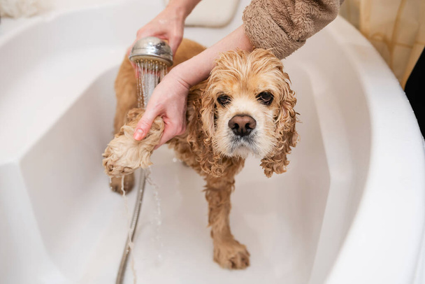 Groomer laver les pattes de chien dans la salle de bain. Triste épagneul humide dans la salle de bain pendant le lavage. - Photo, image