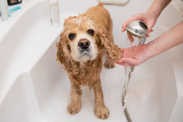 Groomer washing dog ears in bathroom. Sad wet spaniel in the bathroom while washing. Dog muzzle close up. - Фото, изображение
