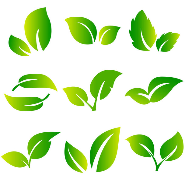 Leaves icon vector set isolated on white background. Various shapes of green leaves of trees and plants. Elements for eco and bio logos. Collection of green symbols isolated on a white background - Vecteur, image