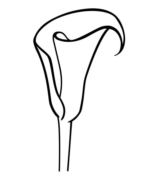 Calla inflorescence, tropical plant flower - vector line drawing for coloring book, logo or pictogram. Outline. Botanical illustration - calla - Vector, Image
