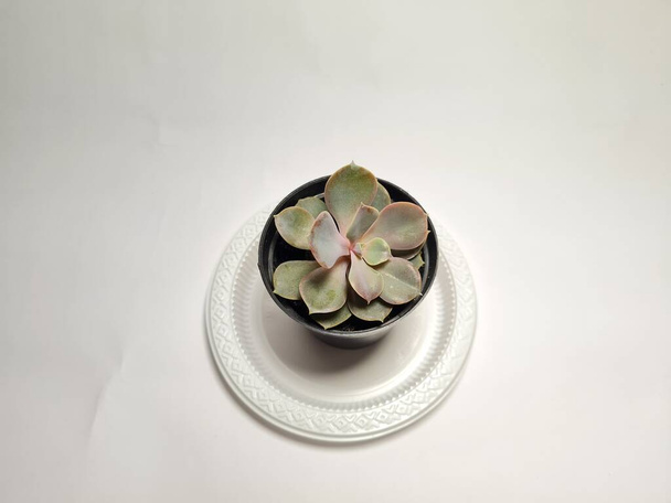Mini cactus ornamental plant in black pot - Foto, imagen