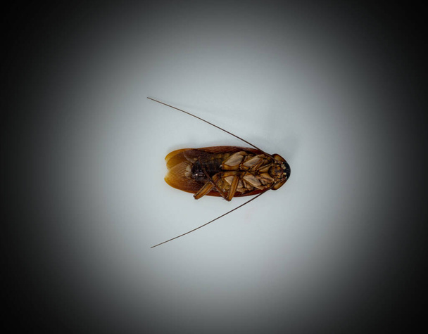 Cafard (Blattodea) est mort au centre de l'image, en position couchée, fond blanc (cercle). autour du cadre avec du noir - Photo, image