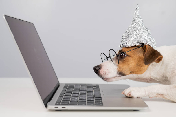 Jack Russell Terrier dog in a tinfoil hat and glasses works at a laptop.  - Foto, afbeelding