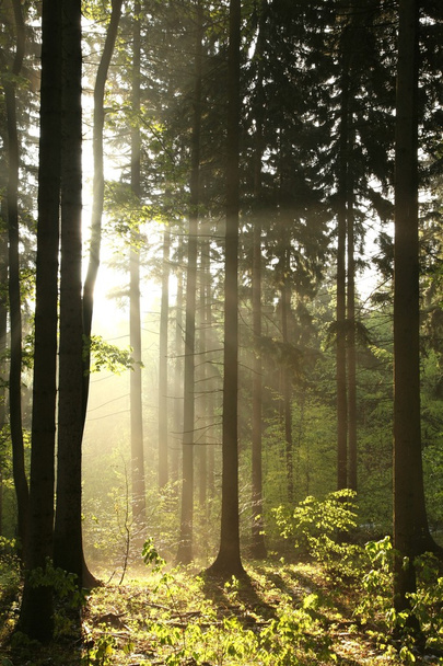 Bosque de coníferas en una mañana de primavera
 - Foto, imagen