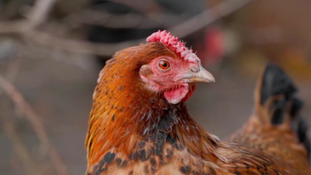 A beautiful domestic chicken of a brown color close-up looks into the frame and leaves - 映像、動画