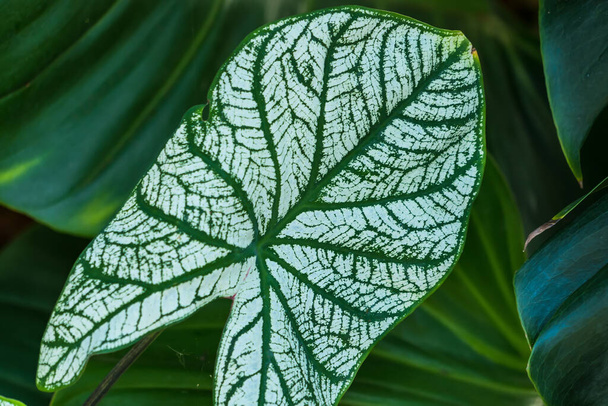 Green leaves for background and wallpaper. - Photo, Image