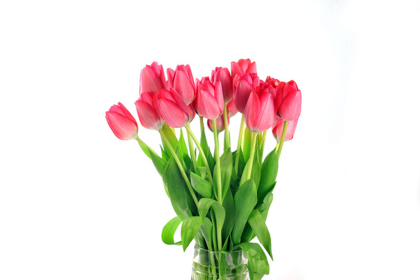 Red tulips - Valokuva, kuva