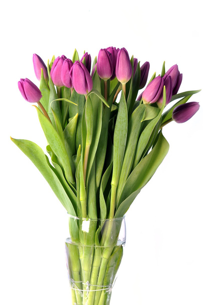Violet tulips - Фото, изображение