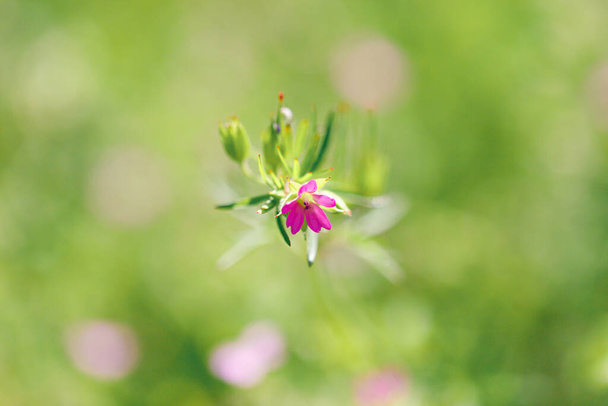 The blooming plant Geranium molle with dark-pink flowers close-up grows on a sunny, spring day in the meadow - Foto, Imagen
