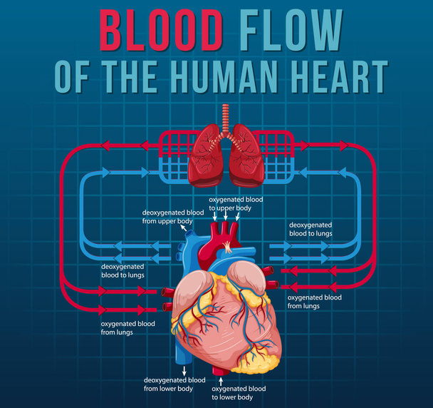 Bloedstroom van het menselijk hart illustratie - Vector, afbeelding