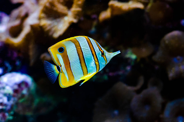 コッパーバンド・バタフライフィッシュ（チェルモン・ロストラタス）-サンゴ礁魚（英語版）. - 写真・画像