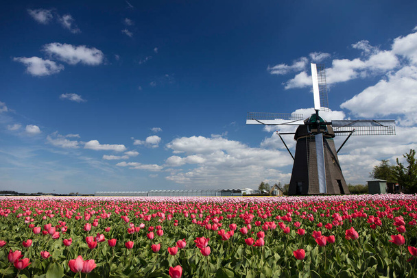 Tulip plantation in Netherlands. Traditional dutch rural landscape with fields of tulips during springtime. - Photo, Image