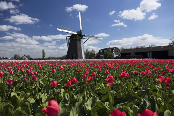 Piantagione di tulipani nei Paesi Bassi. Paesaggio rurale tradizionale olandese con campi di tulipani durante la primavera. - Foto, immagini