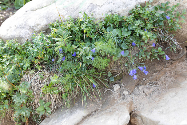 Flores da montanha nos Cárpatos ucranianos. Vista macro de close-up. - Foto, Imagem