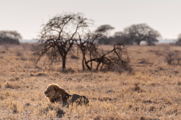 Αρσενικό λιοντάρι που αναπαύεται σε μια πεδιάδα - Φωτογραφία, εικόνα