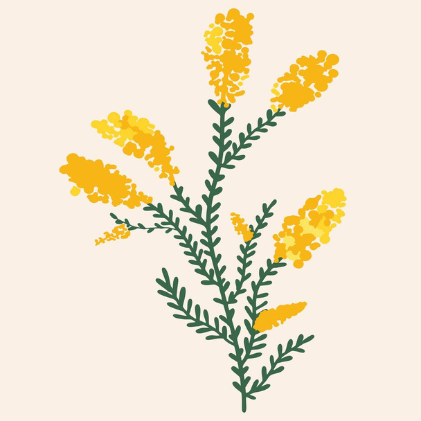 Yellow mimosa on a white background. Flat design, hand drawn cartoon, vector illustration. - ベクター画像