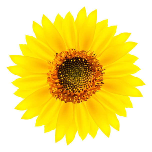 Blooming sunflower realistic vector illustration isolated on white background - Вектор,изображение