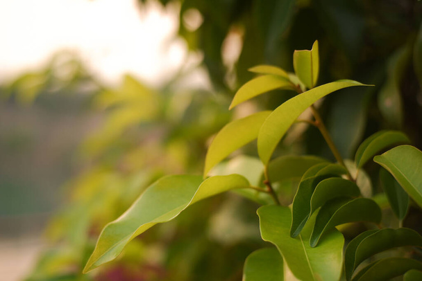 Самотнє зелене листя проросте навесні під заходом сонця
. - Фото, зображення