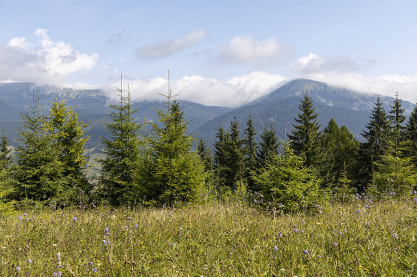 Panorama of mountains in the Ukrainian Carpathians on a summer day. - Photo, Image