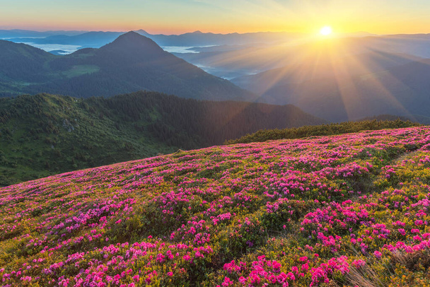 As flores de Rhododendron cobriram o prado de montanhas na hora de verão. Luz laranja do nascer do sol brilhando em primeiro plano. Fotografia da paisagem - Foto, Imagem