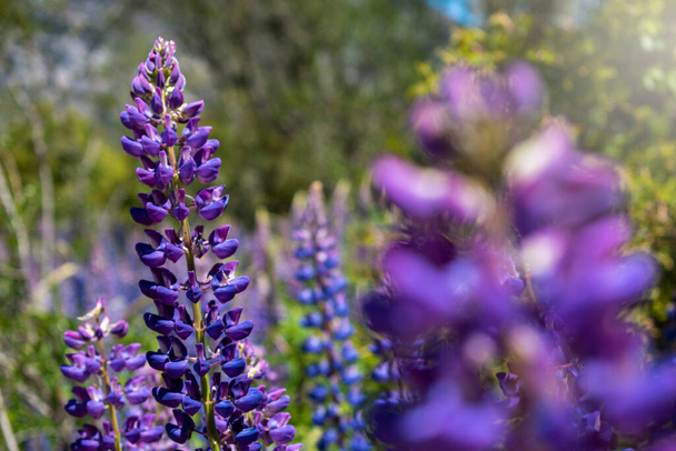 Selective focus of beautiful purple flower, surrounded by beautiful landscape - Foto, Imagen