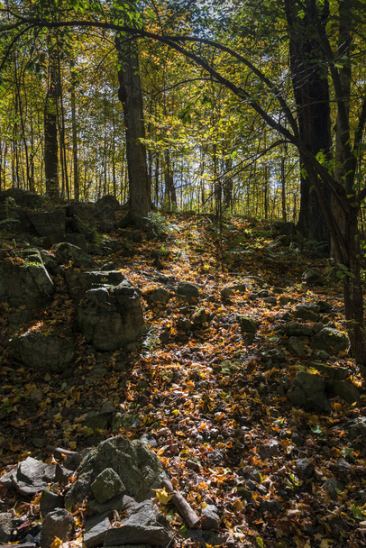 Северный лес осенью
 - Фото, изображение