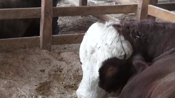 Cattle, Cows, Bulls, Farm Animals - Materiał filmowy, wideo