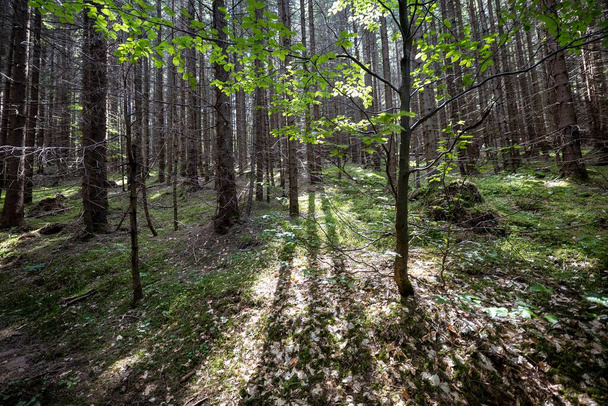 Bosque de montaña en los Cárpatos Ucranianos. - Foto, imagen