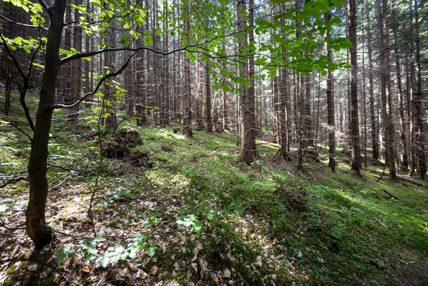 Mountain forest in the Ukrainian Carpathians. - Foto, Bild