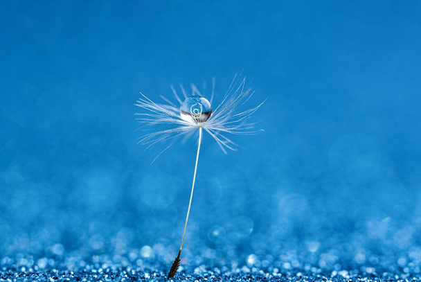 Water drops on parachutes dandelion. Copy space. soft focus on water droplets. abstract background. Macro nature - Фото, изображение