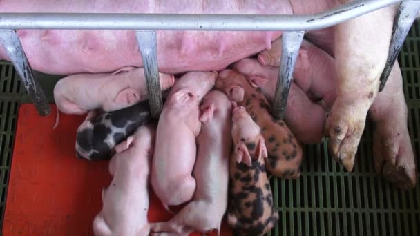 Baby Pigs, Piglets, Hogs, Farm Animals - Footage, Video