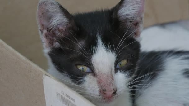 Enfermo sin hogar negro y blanco gatito dormir en la calle - Imágenes, Vídeo
