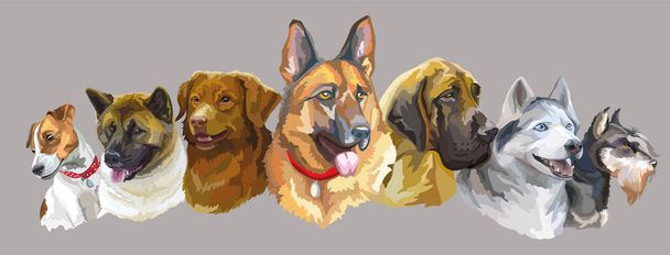 Set of colorful realistic vector portraits of different dogs breeds. Vector isolated illustration. Horizontal banner on gray background. For print, decor, design, cards, stickers, t-shirt, posters - Vector, Image