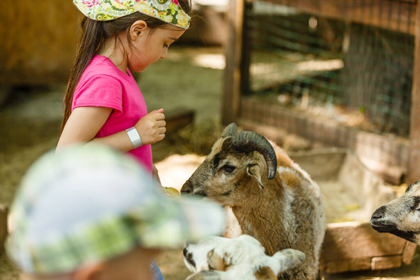 little girl prepares animals in the contact zoo. Feeding barnyard animals - Valokuva, kuva