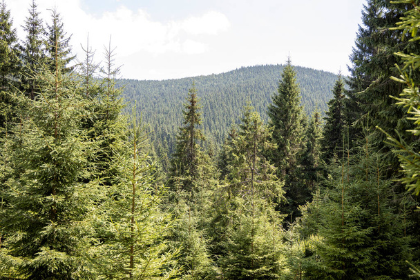 Panorama of mountains in the Ukrainian Carpathians on a summer day. - Photo, image