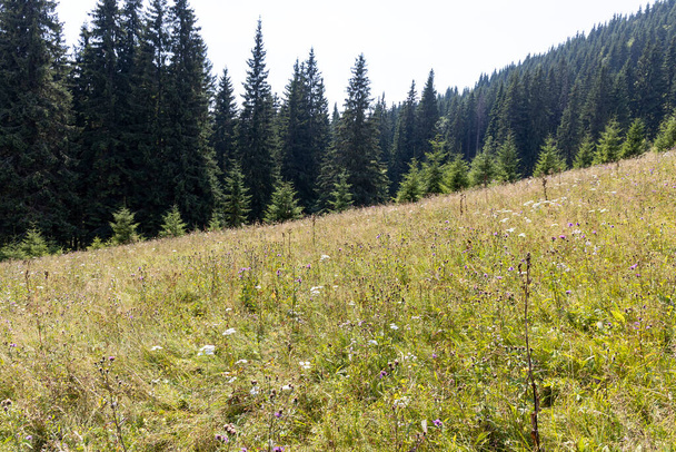 Zielone górskie łąki w Karpatach - Zdjęcie, obraz