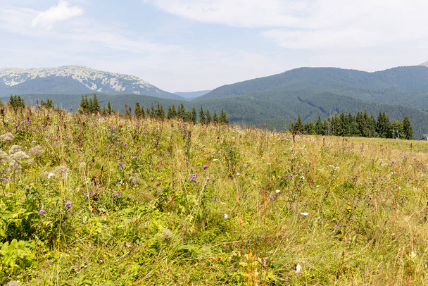 Panorama of mountains in the Ukrainian Carpathians on a summer day. - Photo, Image