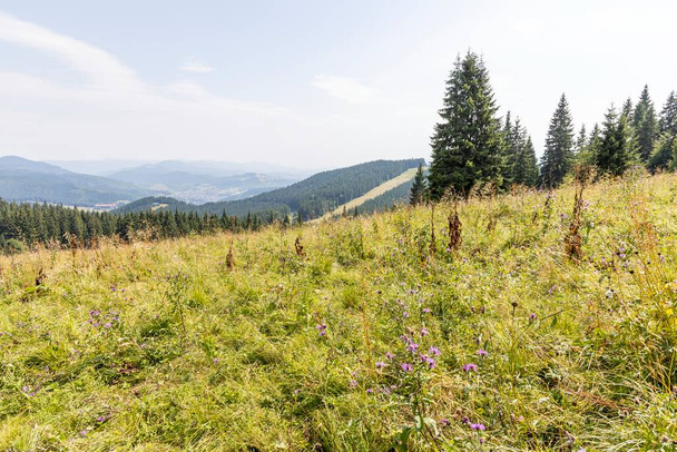 Panorama of mountains in the Ukrainian Carpathians on a summer day. - 写真・画像